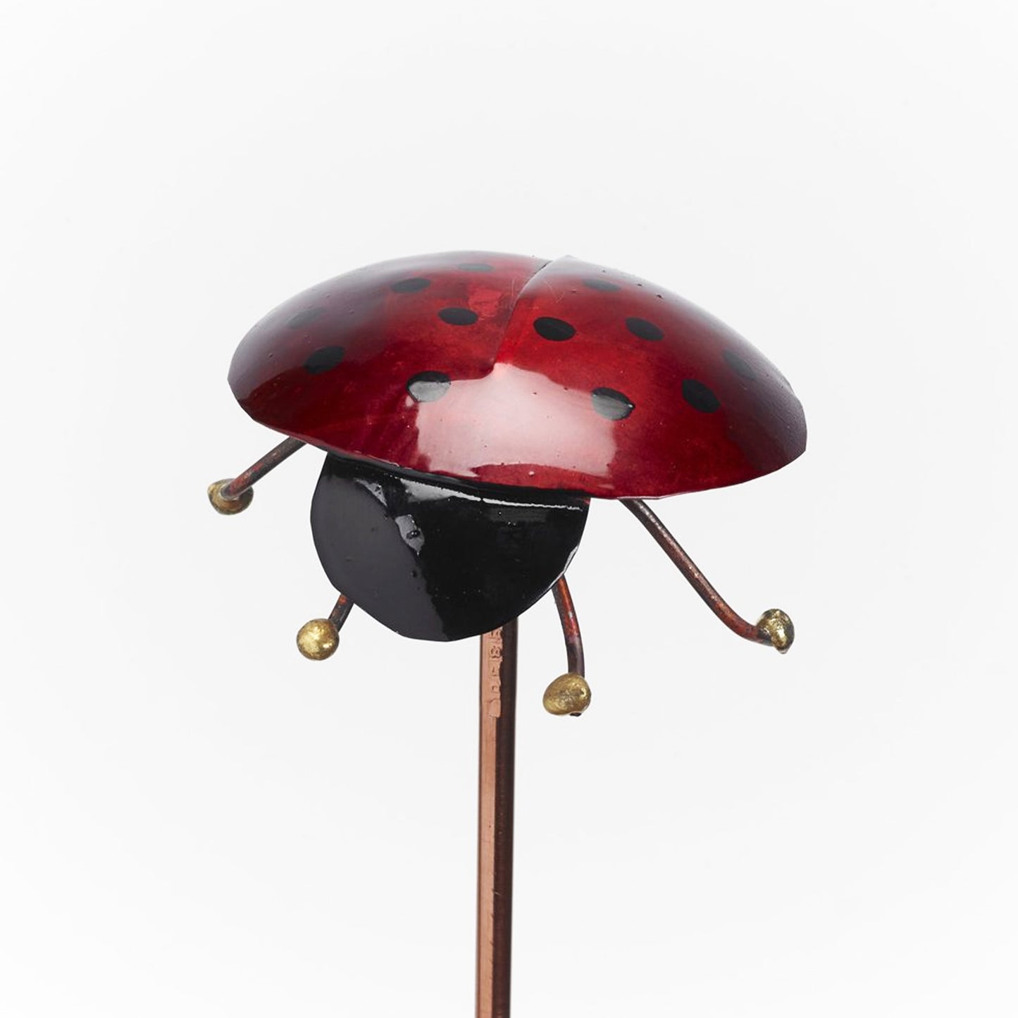 Ladybug
